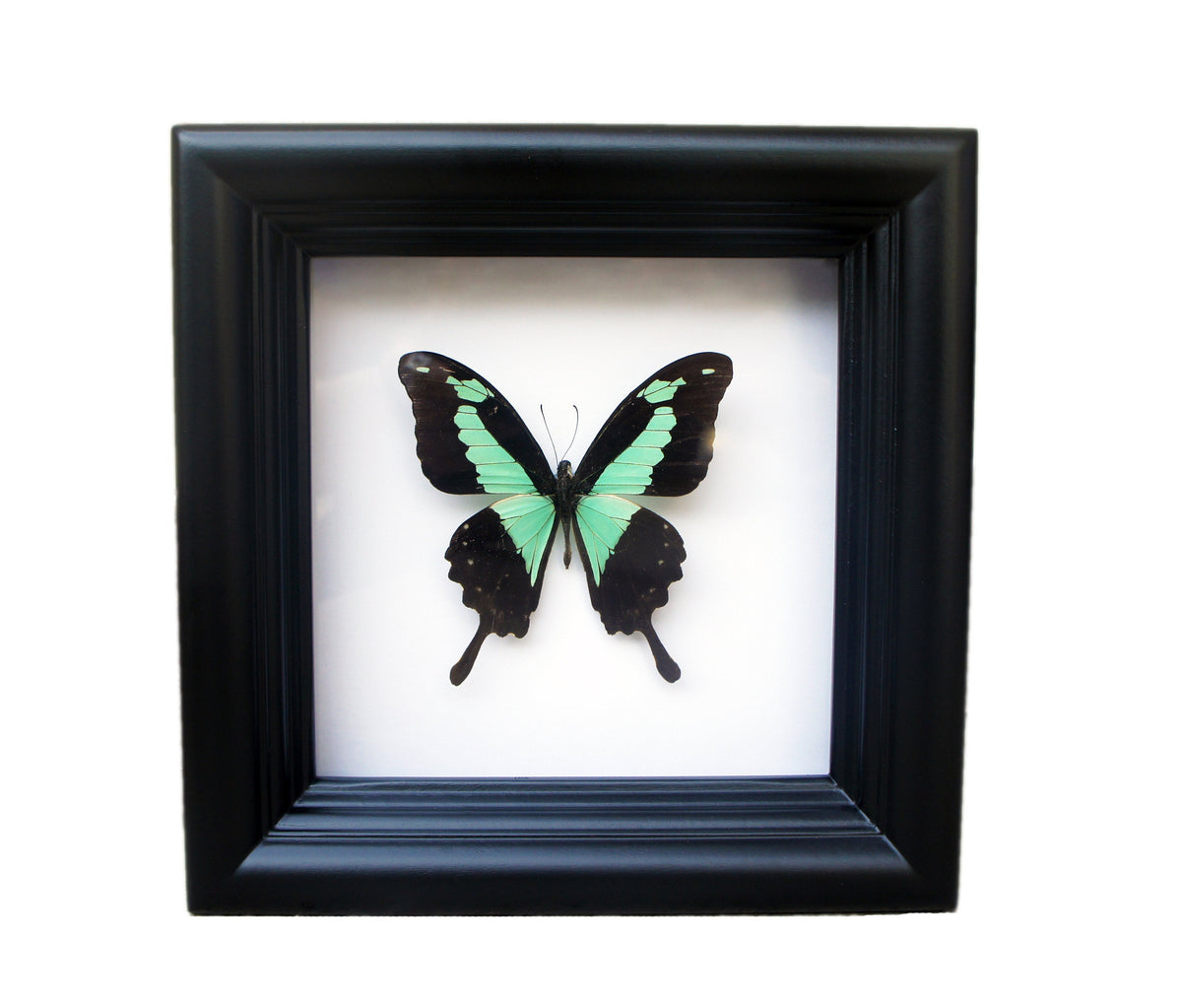 PAPILLON FRAMED ART, Paper Butterfly Art, 2.5 inch Black Shadowbox Frame  